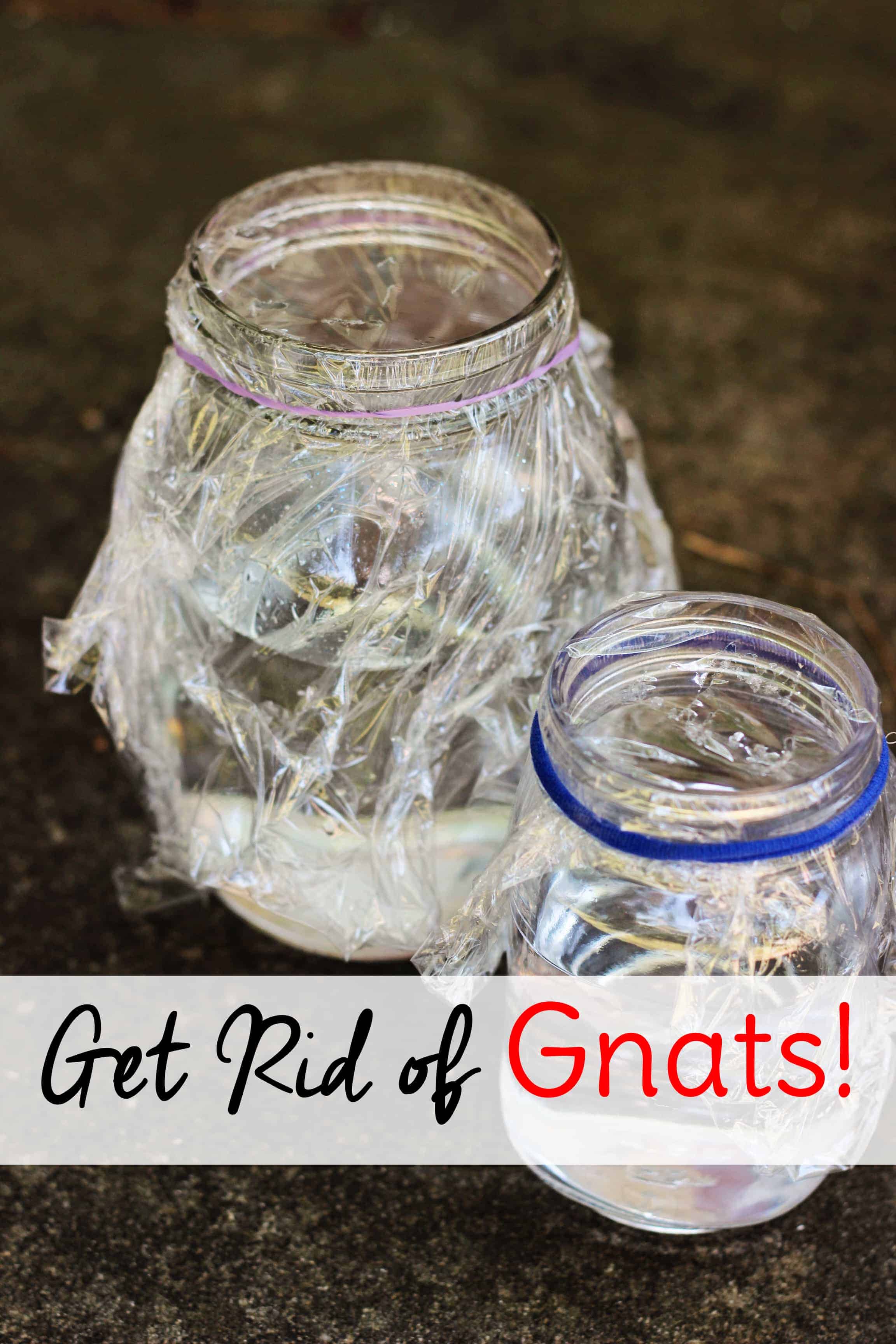 how to get rid of gnats