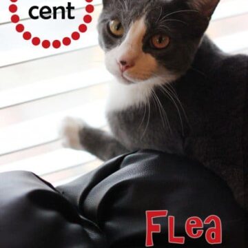 Flea remedies for cats and dogs don't have to be toxic! How to Get Rid of Fleas on Cats the Natural Way