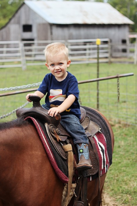horsebacking riding pony rides
