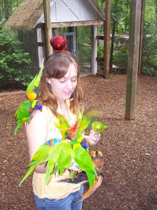 parrot mountain things to do in pigeon forge