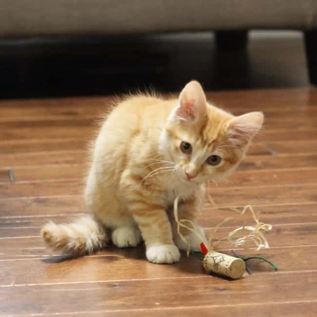 Your cat will love these easy homemade cat toys made from wine corks