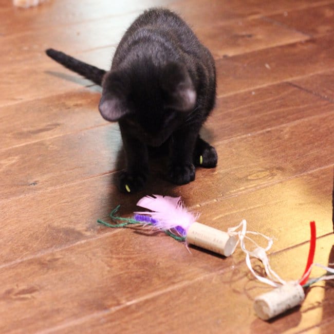 Your cat will love these easy homemade cat toys made from wine corks