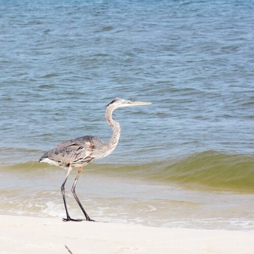 Gulf Shores with Kids - Sweet T Makes Three