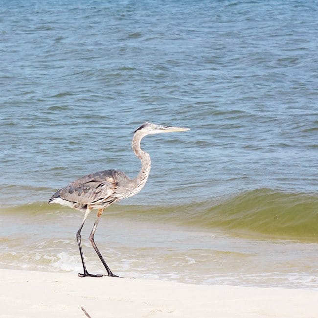 Taking a Gulf Shores Alabama vacation with kids? Here are a few things to do in Gulf Shores with kids. You won't want to miss the sea turtles hatching!