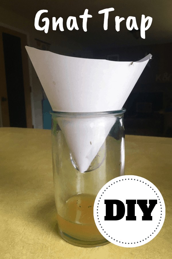 DIY gnat trap