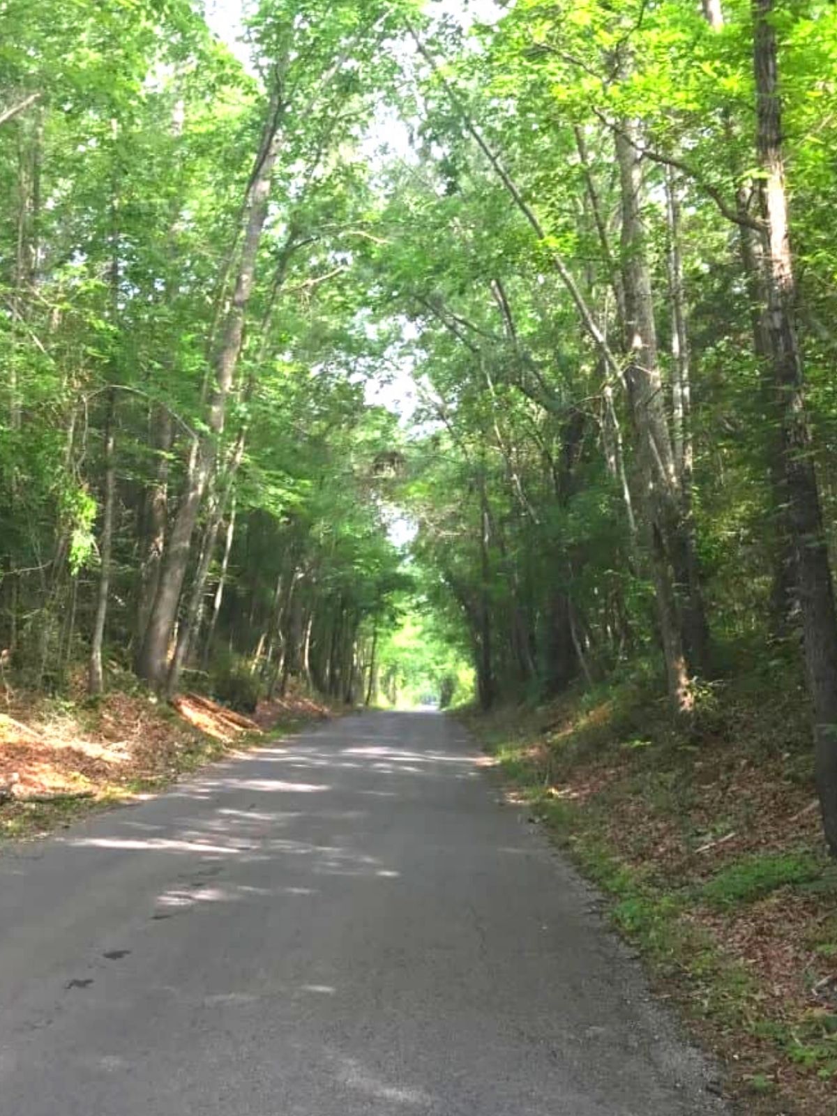 Cry baby bridge road surrounded by trees.