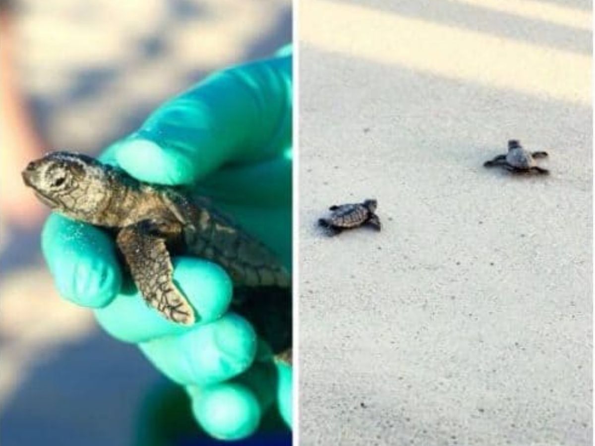 a gloved hand holding a baby sea turtle while two of its siblings scurry across the sand toward the ocean.