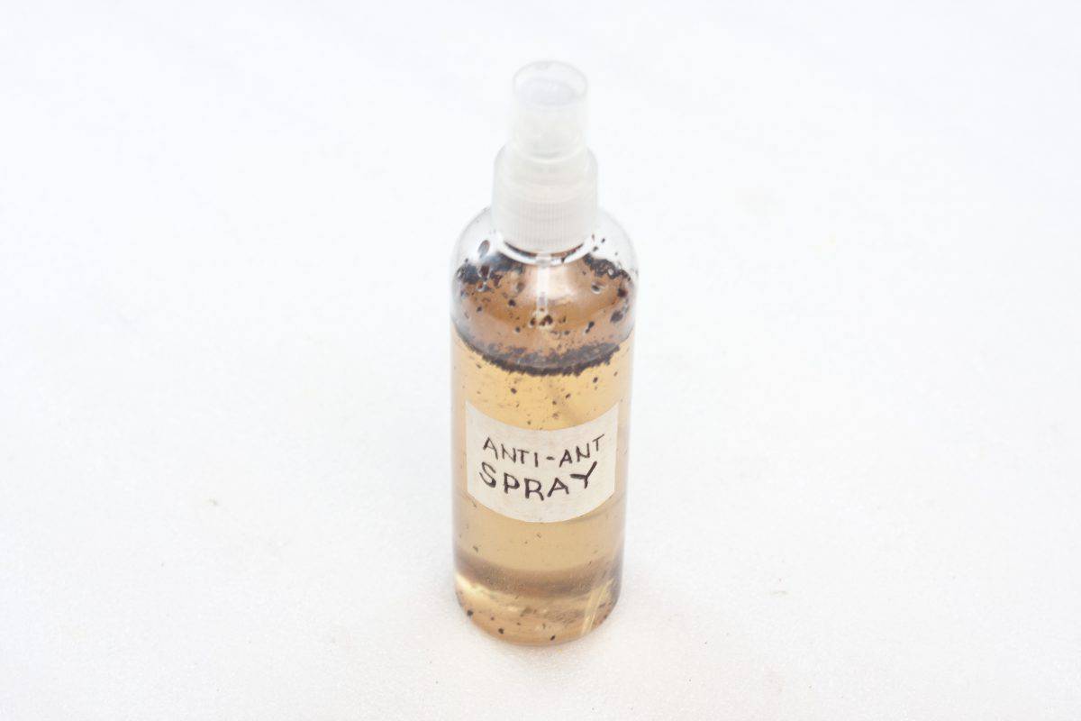 DIY Natural Ant Killer Pet safe indoor homemade ant killer