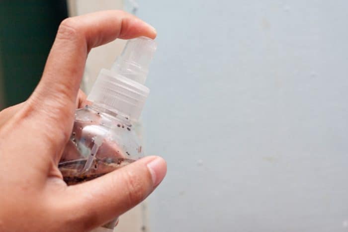 homemade ant killer in a spray bottle