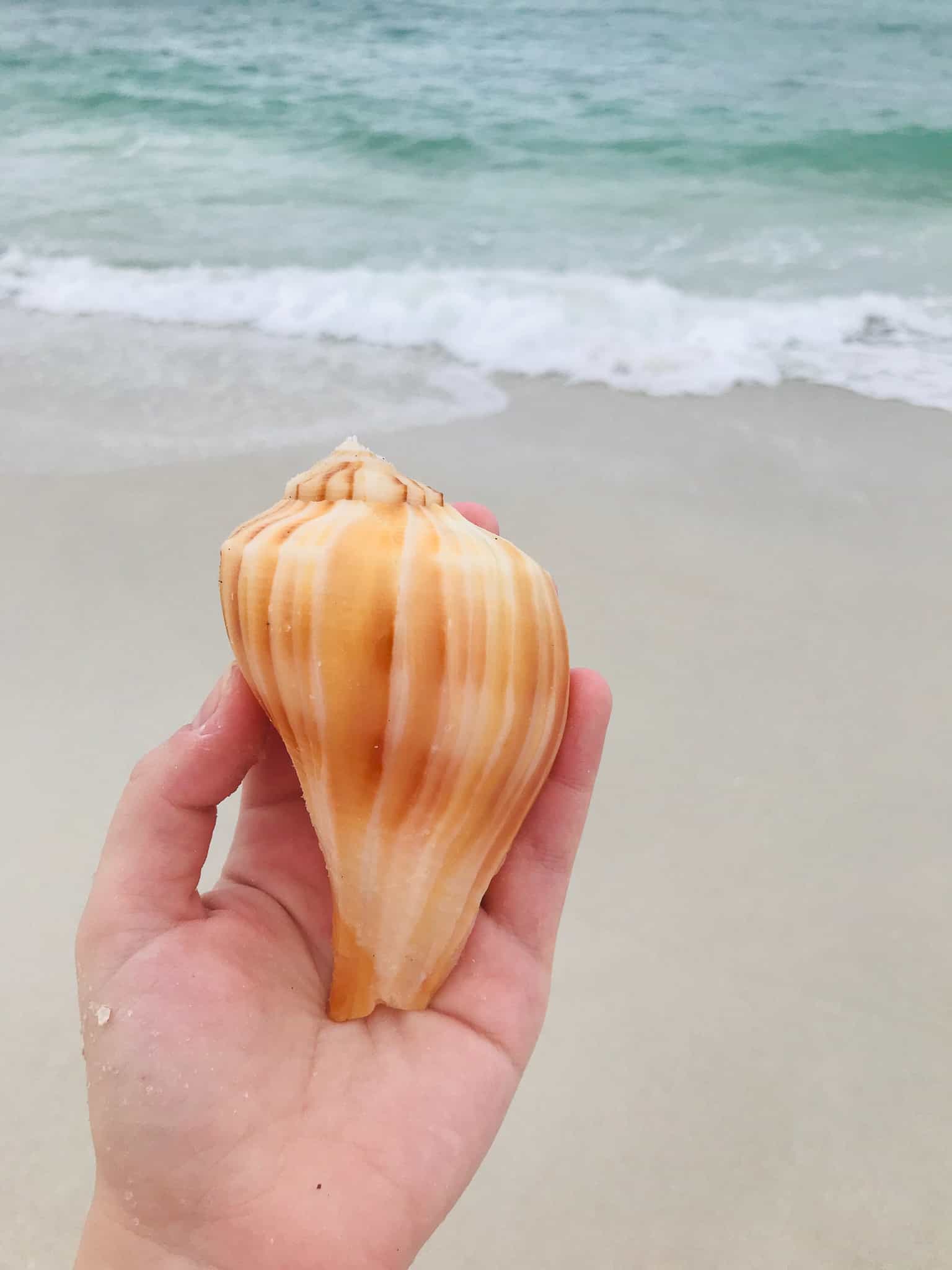 seashell at navarre beach
