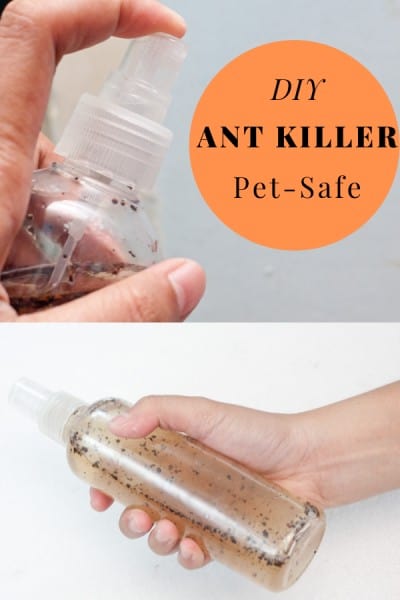 pet friendly ant killer indoor
