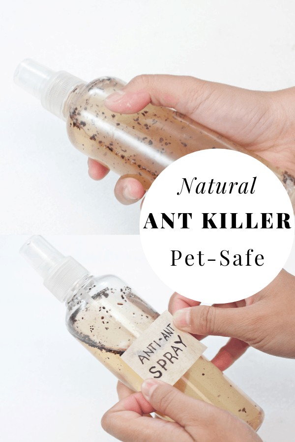 🍃 3-Ingredient DIY Gnat Killer: 🚫 Say Goodbye to Pesky Gnats!