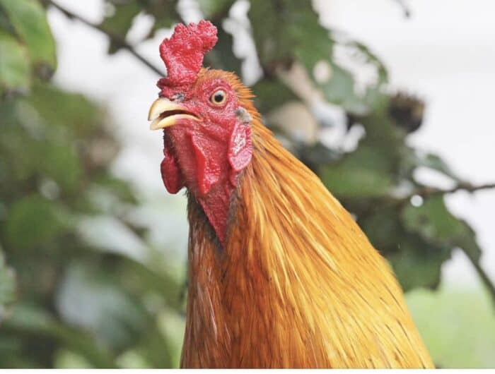 rooster beak pico de gallo