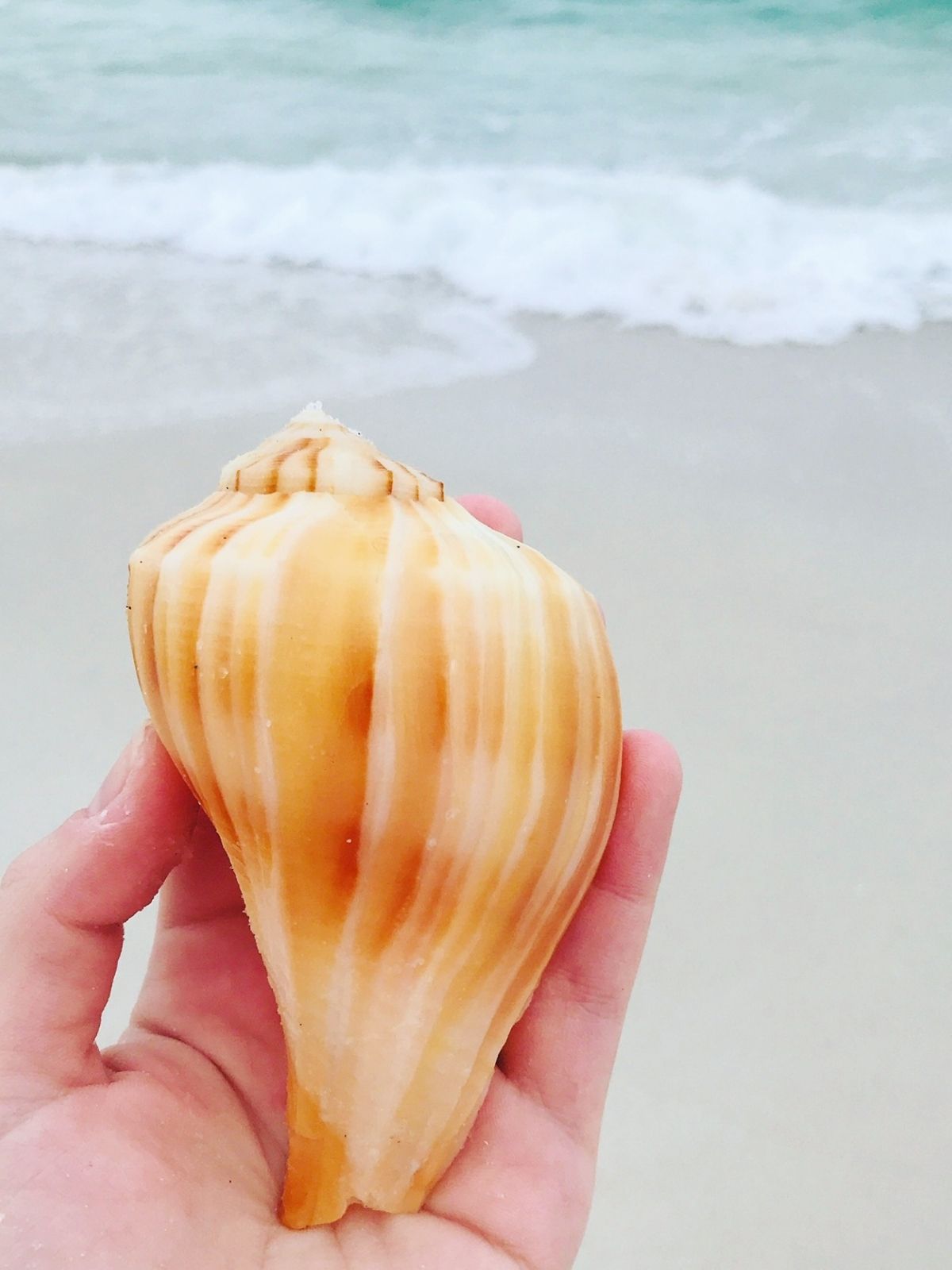 Guide to Navarre Seashells - Navarre Beach, Florida's Most Relaxing Place