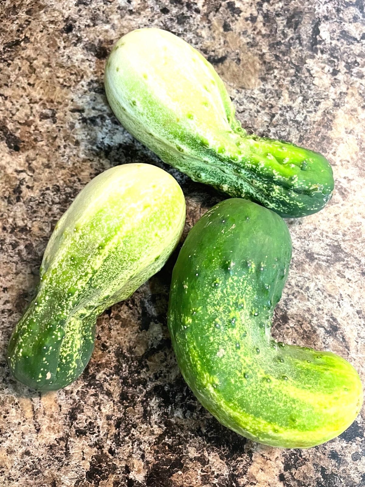 three cucumbers freshly picked from the garden lying on a kitchen counter.