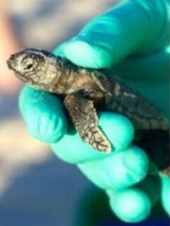 cropped-baby-sea-turtle.jpg