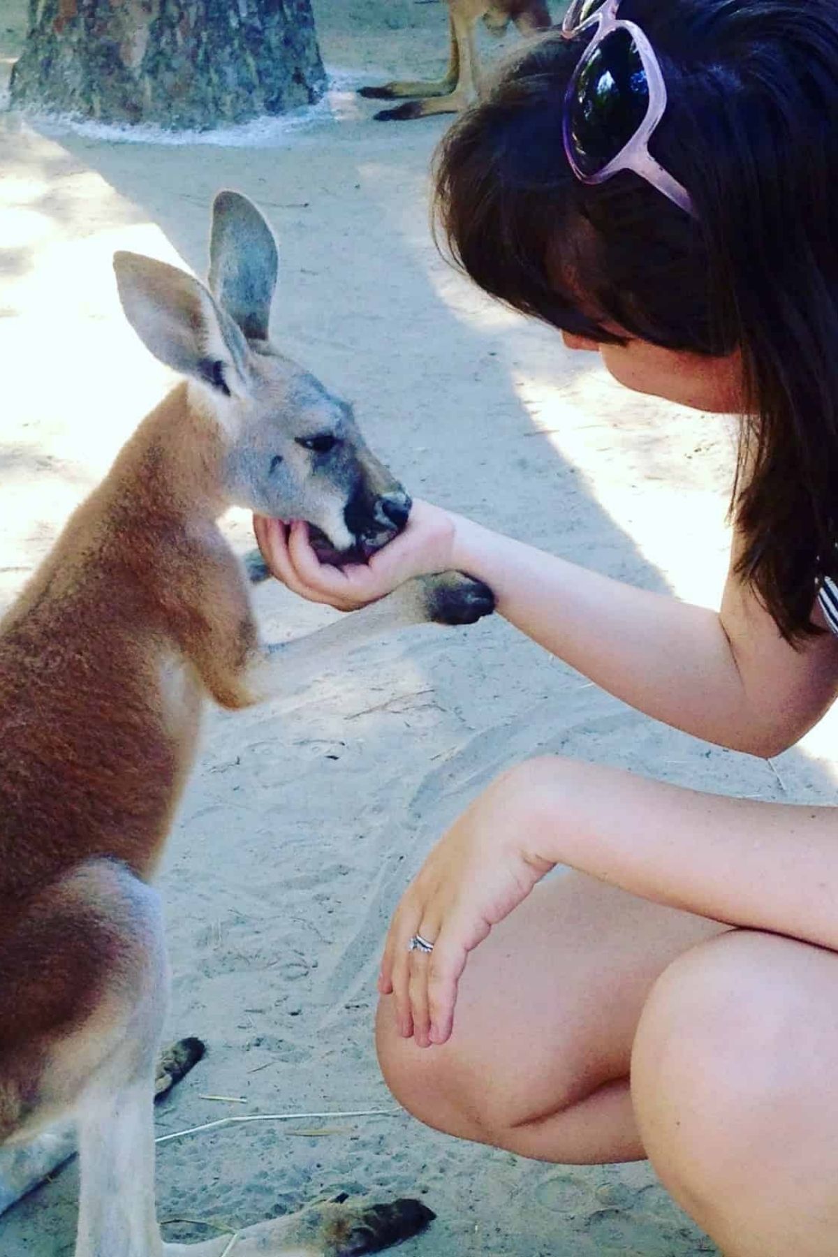 Woman petting a baby kangaroo at Gulf Coast Zoo.