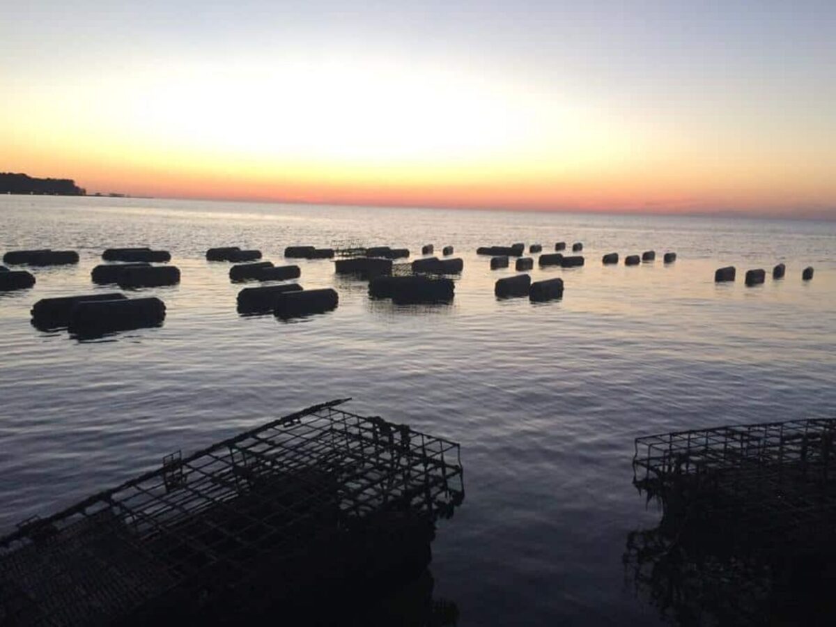 Sun setting over oyster traps on an oyster farm in orange beach alabama.