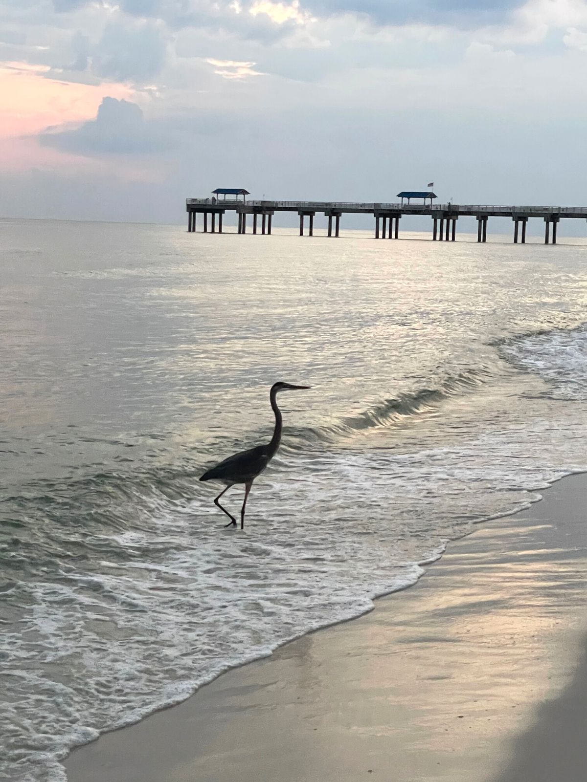 Bird wading in the sea water in front of Turquoise Place.